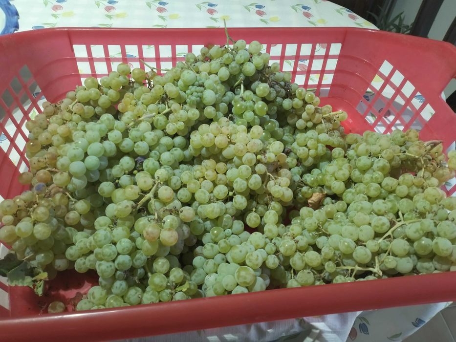 Vende-se terreno/quinta no alentejo a oito km do Crato