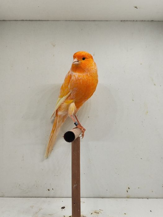 Yorkshire 2025 Machos