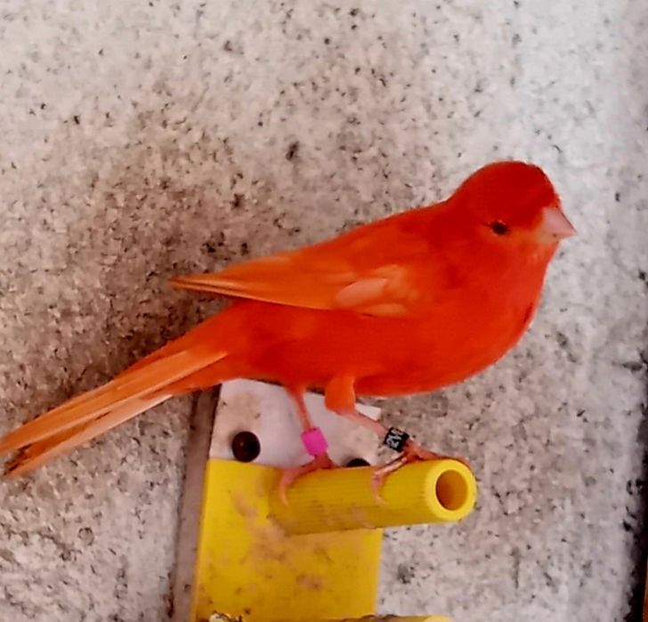 Canária Vermelha 2025