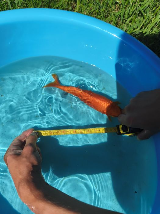 Carpa macho comprada há dois anos em um reprodutor português