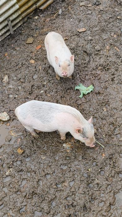 Casal porcos vietnamita branco