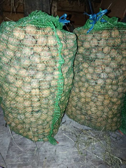 Горіхи грецькі волоські домашні нечищені, 30 грн кг