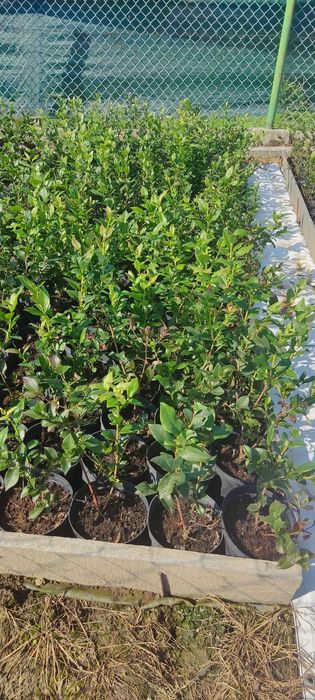 Borówka Amerykańska sadzonki 70-80cm owocujące okazja!