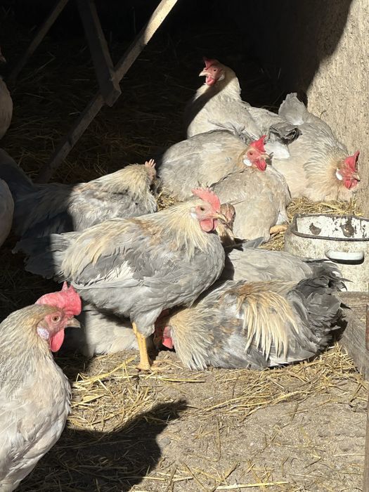 Легорн ізабелла і/я