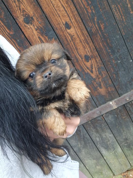 Oddam za darmo szczeniaczki!