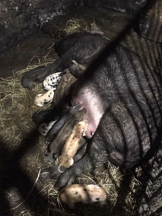 Продам свиноматку породи мангал