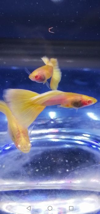 Gupiki Albino Yellow Taxi Glass Belly