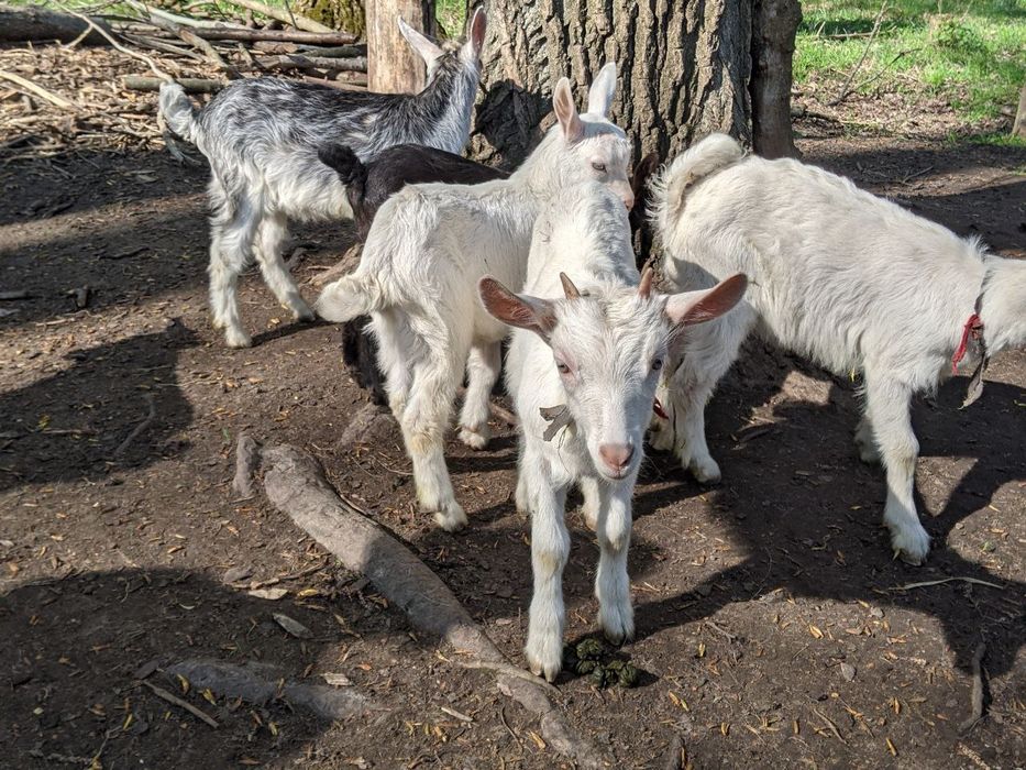 Кози і козенята зааненської породи