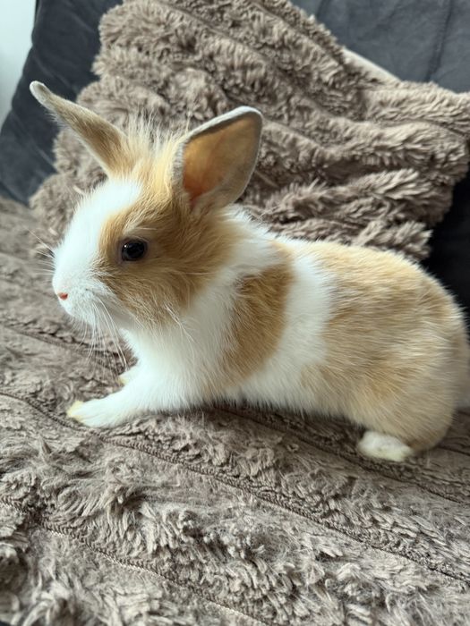 Krolik miniaturka Lew