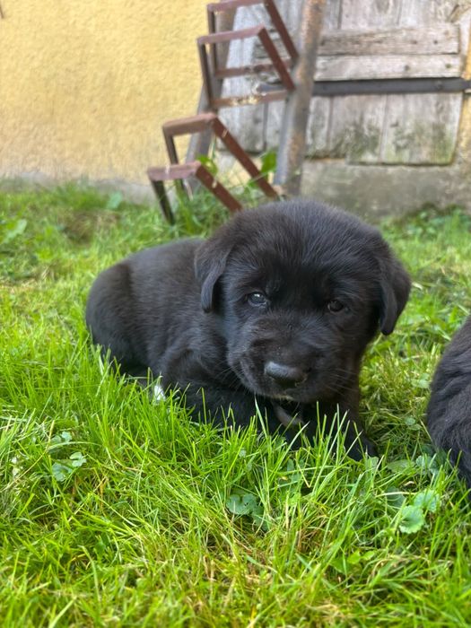 Oddam w dobre ręce 4szczeniaki pomieszany labrador