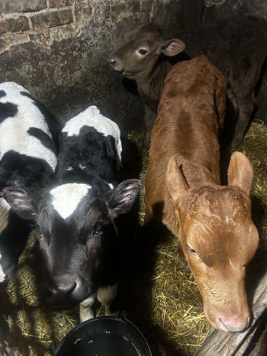 Продам телят молочних