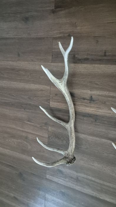 jedni poroże 1.7 kg