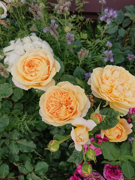 Продам троянди дорослі кущі