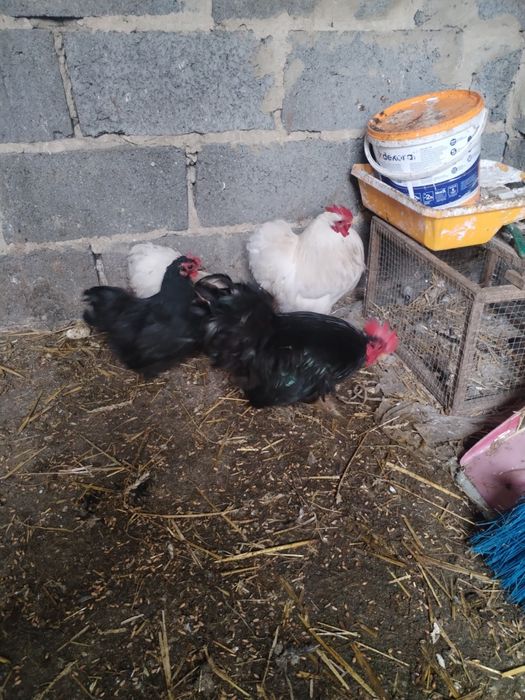 Kury chabo i kochanki miniaturki