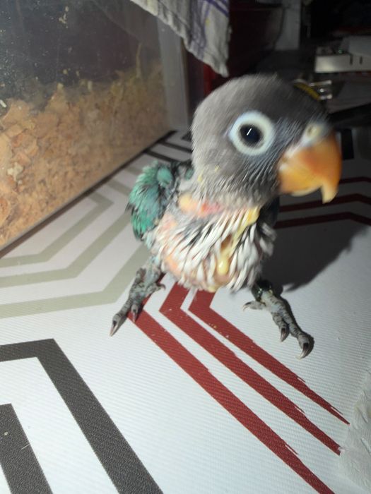 Agapórnis Kakarikis caturras Piriquitos ingleses para acabar de criar