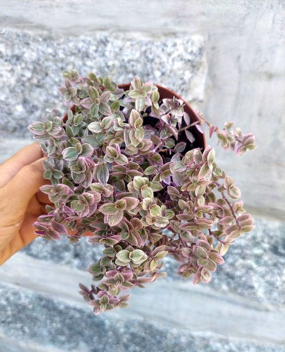 Planta Callisia repens 'Pink Lady'