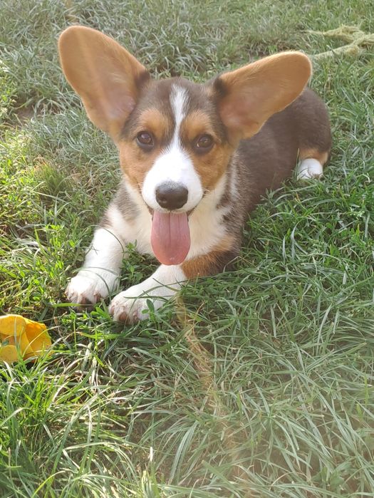 **DEBBIE* sunia Welsh Corgi Cardigan rodzice FCI gotowa do odbioru
