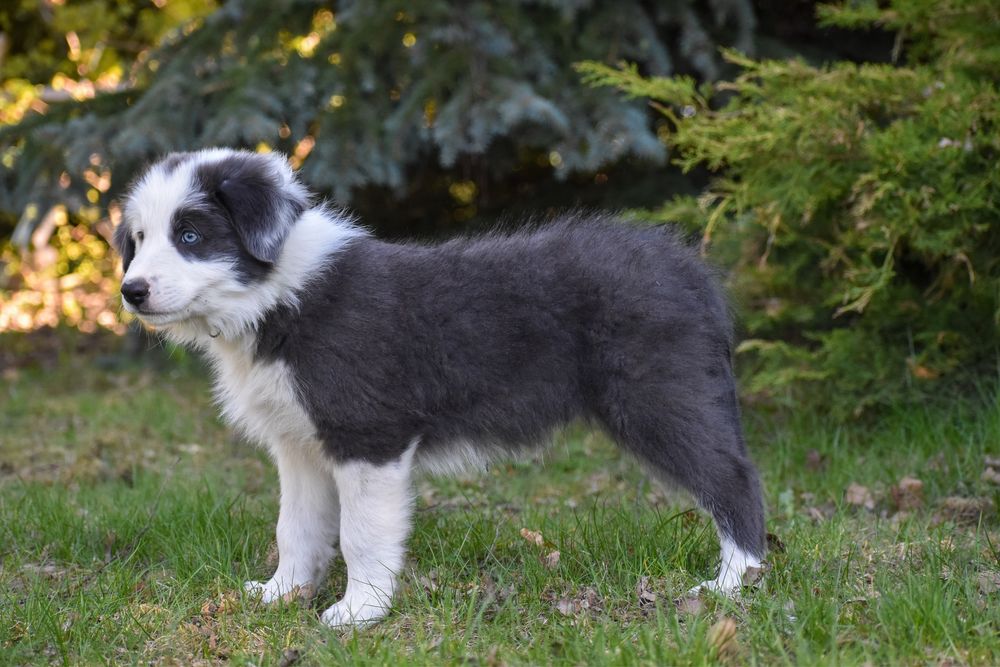 Szczenię border collie FCI