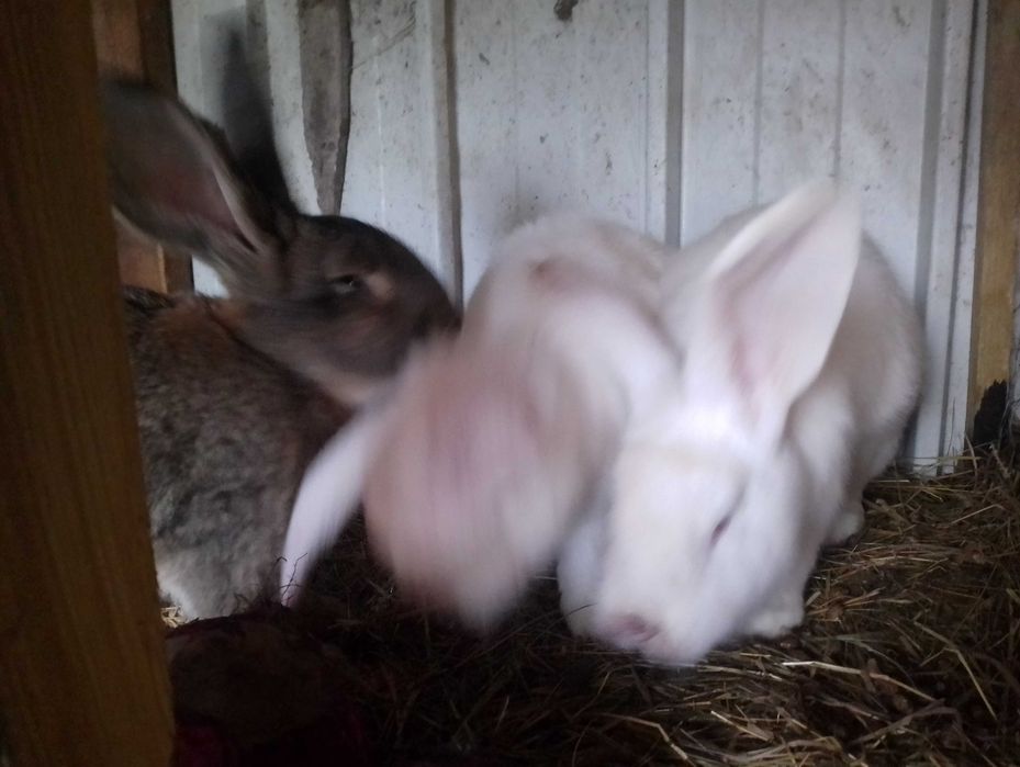 Królik mieszane samce samice