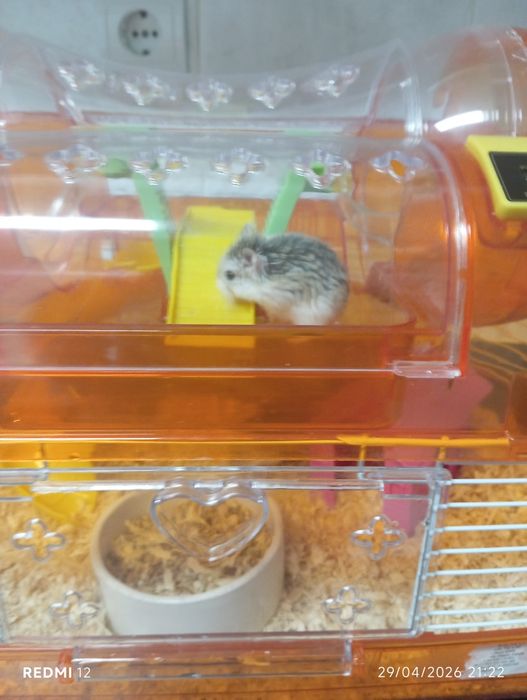 Hamsters para adoção