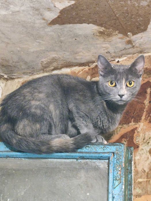 Кот - кіт - кішка - кошка - кошеня - котенок - котята