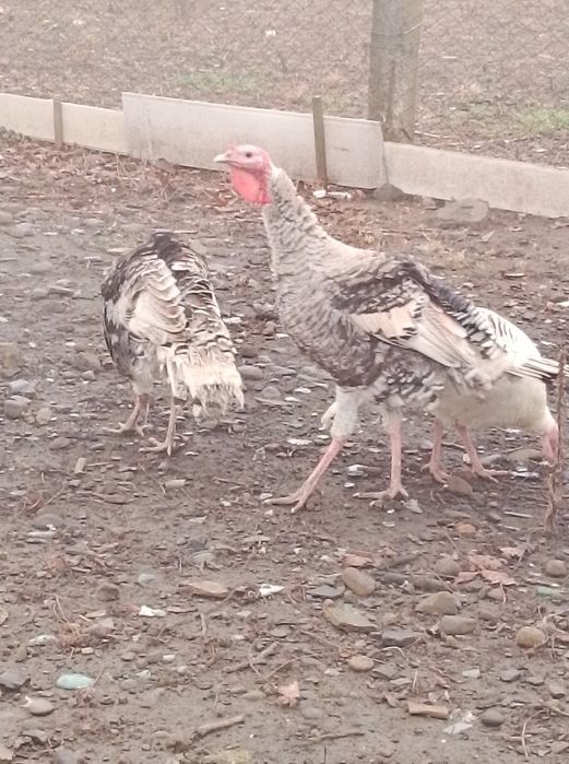 Продам молодняк індиків та пітухів.