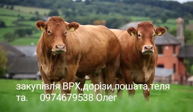 Закупівля проблемноі худоби