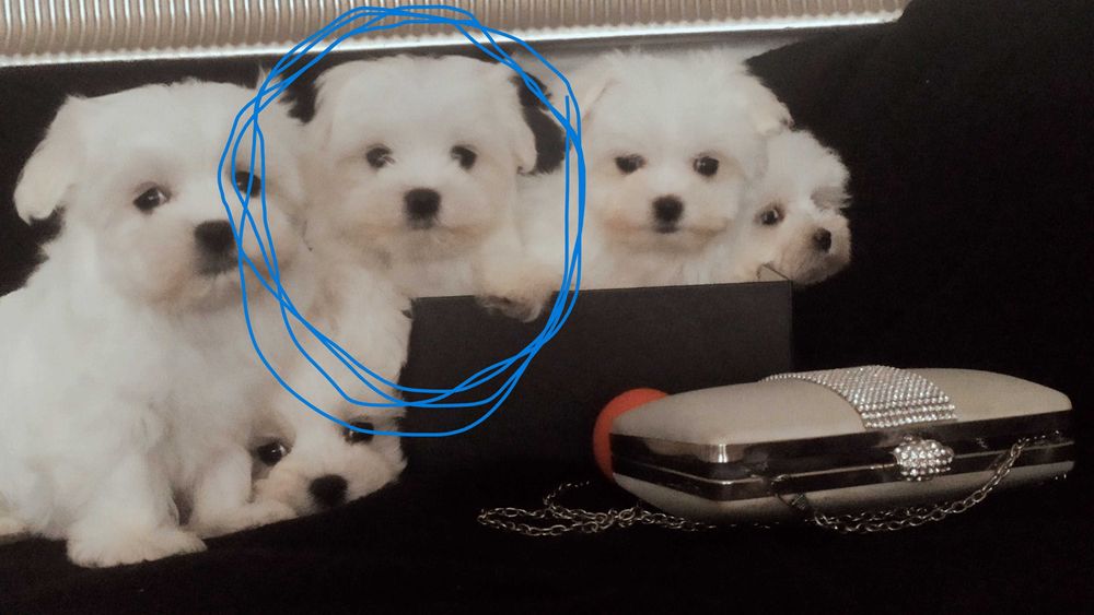 maltańczyk miniaturowy słodziak Warszawa maltańczyki