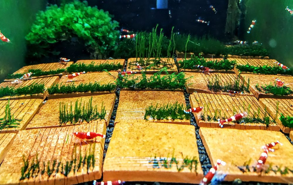 Krewetka/Krewetki/Mech/Mchy/Bucephalandra/Rarytas ZAMIANA PROMOCJA