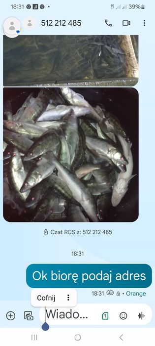 Narybek lina,karpia,amura,Tołpyga,Karaś pospolity