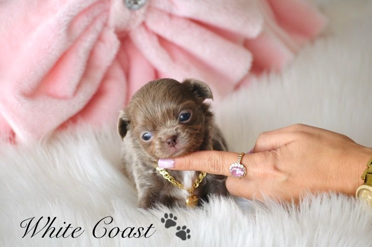 Cudo Mini Liliowa Długowłosa Suczka Chihuahua