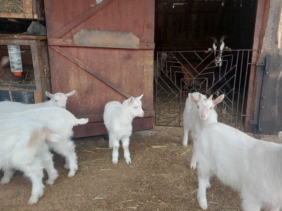 Kozy, koziołki sprzedam