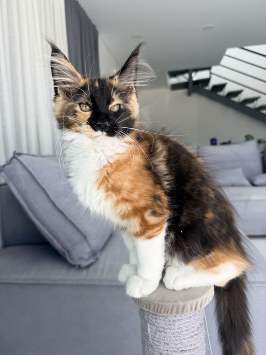 Gatinha Maine Coon tricolor