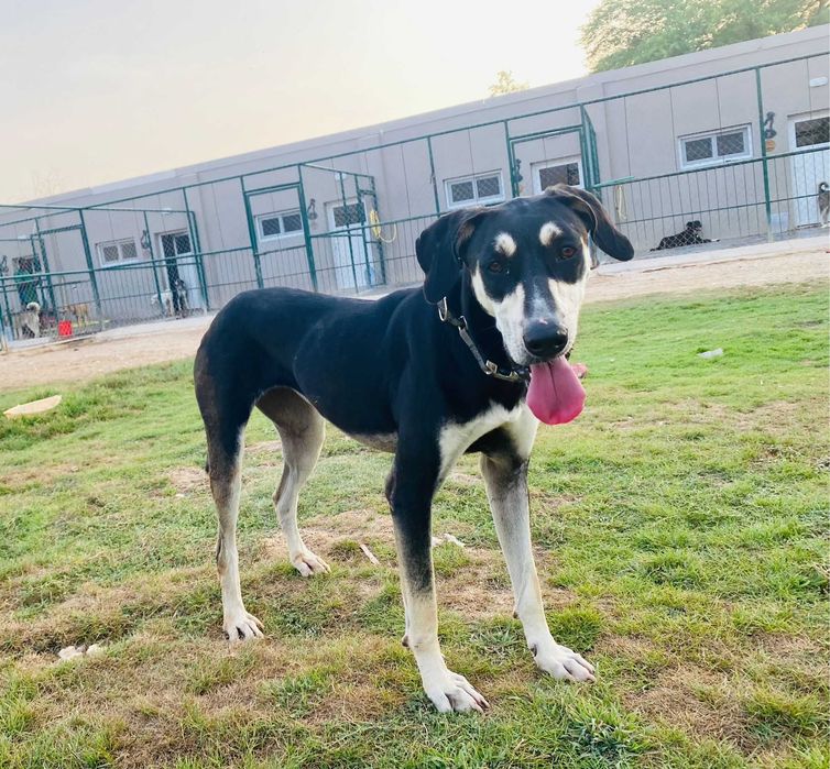 Młoda, bardzo pro ludzka i towarzyska Coco w typie saluki