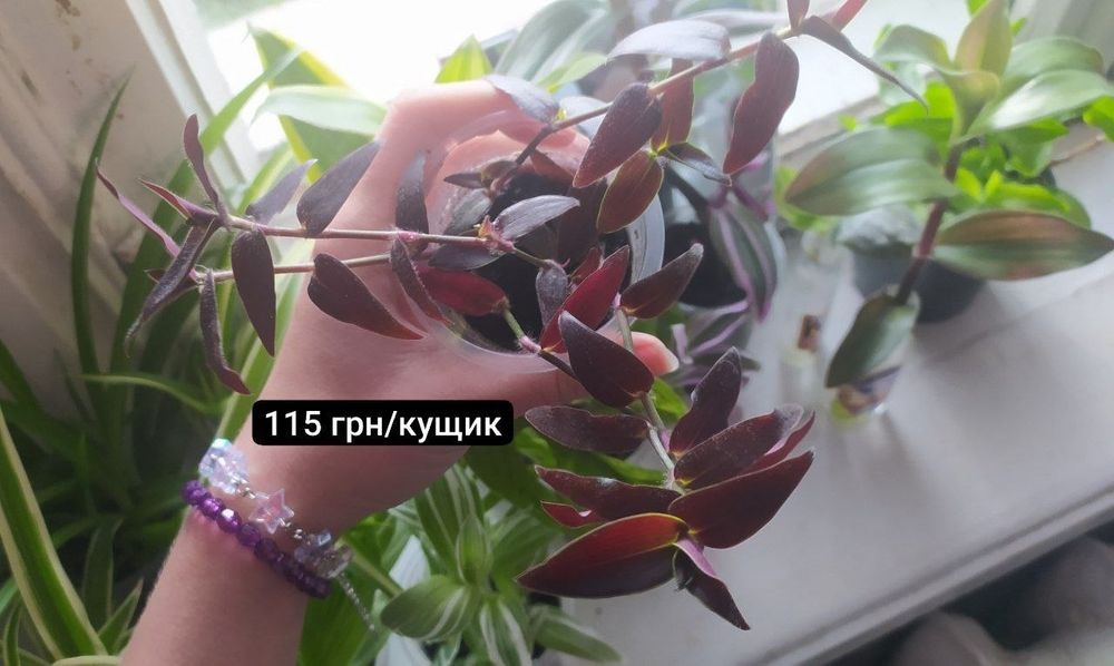Традесканції частина 2