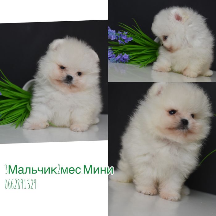 Шпиці міні мішки