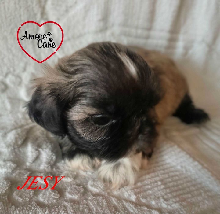 Przepiękna sunia shih tzu-JESY.