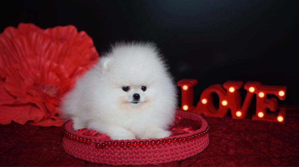 Предлагается к продаже очаровательный малышь померанского шпица