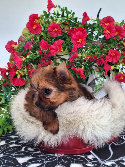 Yorkshire terrier z rodowodem