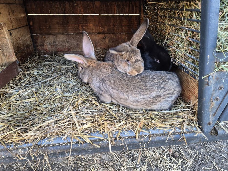 Króliki 4/3 kg samce samice