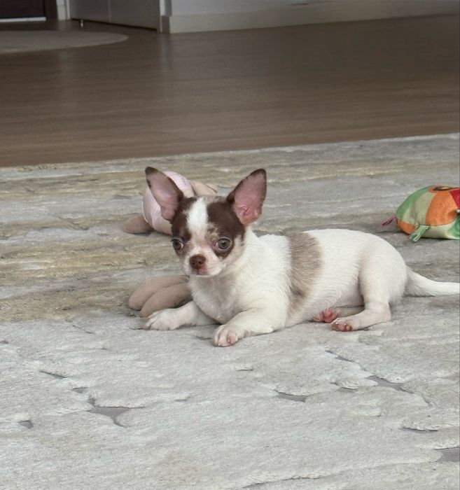 Excelente mini menina chihuahua/chiuaua Linhagem Russa.Qualidade