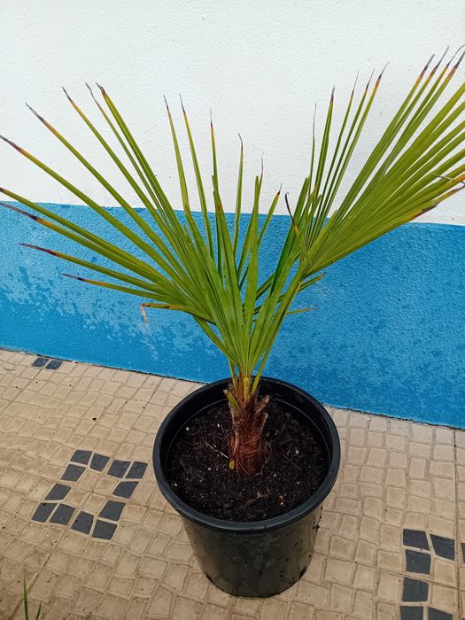 Palmeira moinho de vento Trachycarpus Fortunei