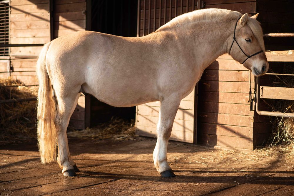 Stanówka ogierem Ardenofiordem