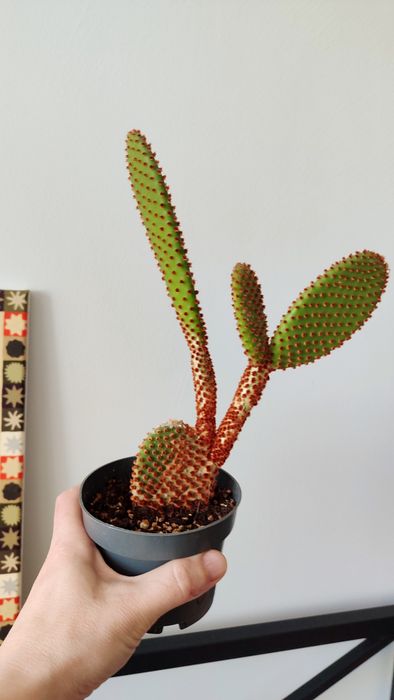 Опунція дрібноволосиста Opuntia microdasys, вушка кролика