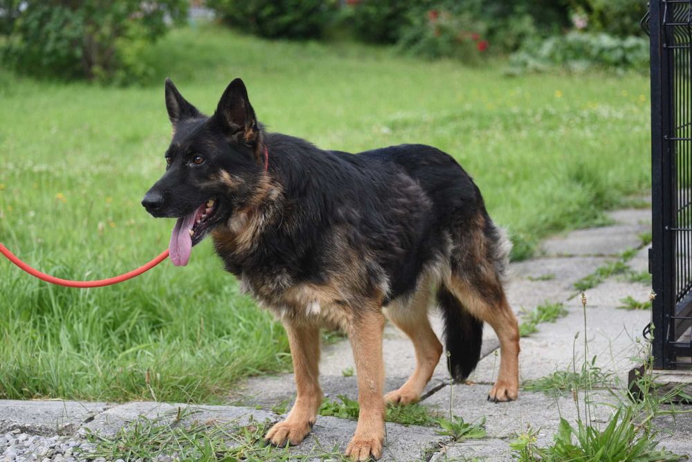 Luba - suczka do adopcji