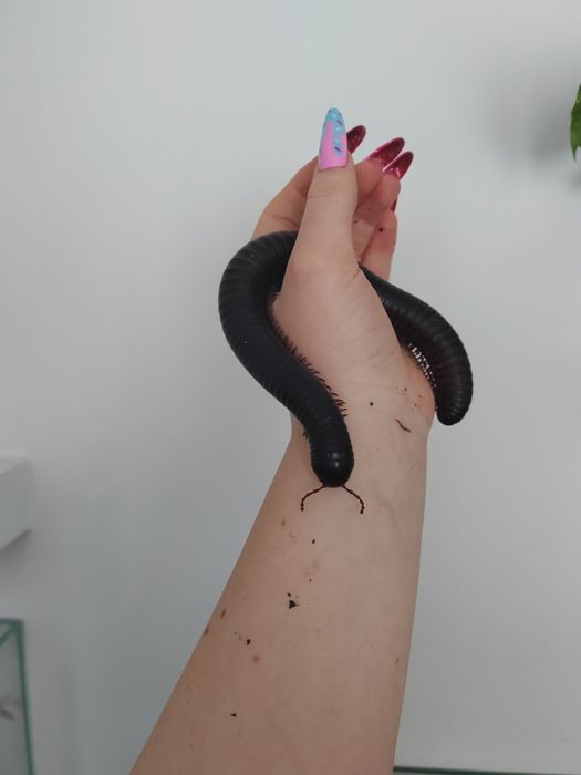 Afrykański krocionóg olbrzymi wij Archispirostreptus gigas