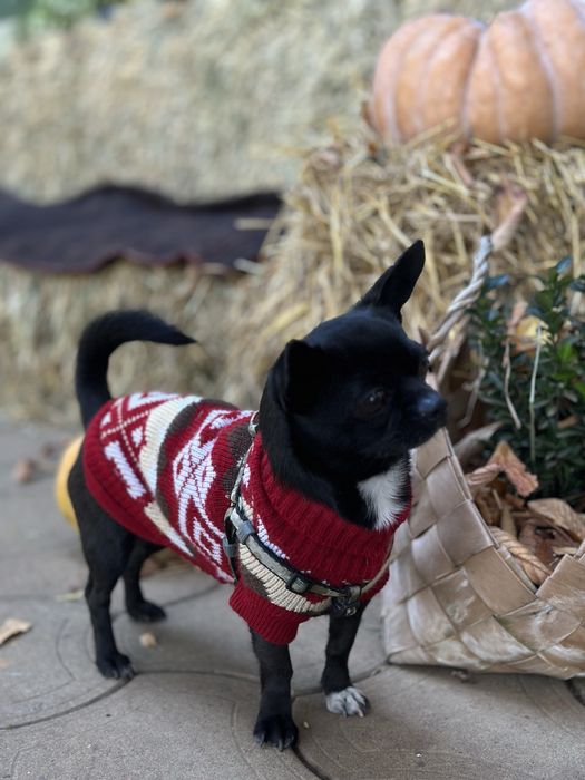 Чіхуахуа хлопчик, в’язка, розв’язаний