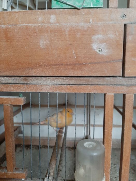 Kanarki samce na intensywnym śpiew  ie