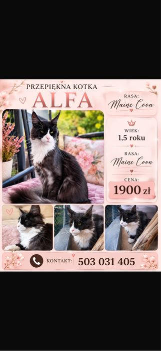 Piekna 1,5 roczna kotka maine coon