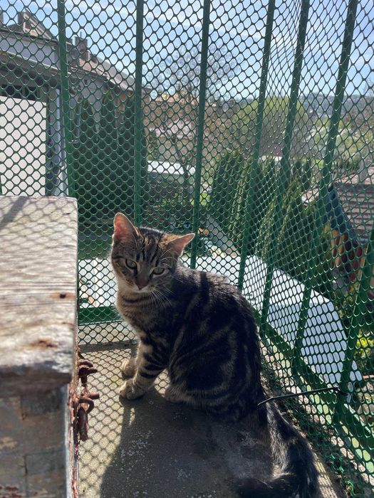 Bracia buraski szukają domu